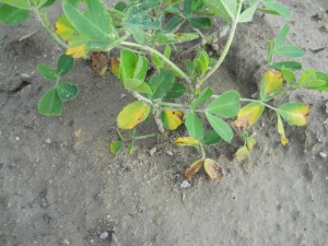 Thimet injury on peanut