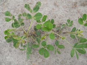 thrips damage