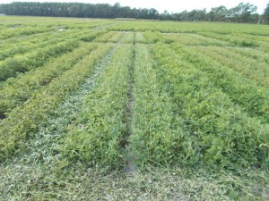 peanut mowing trial