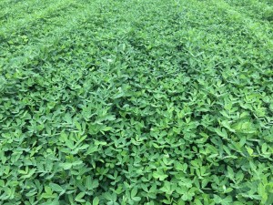 peanut canopy in early August