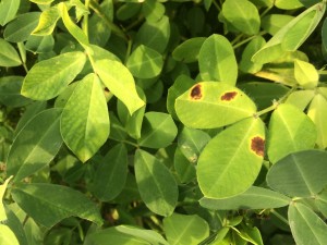 Leaf spot on peanuts