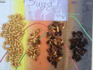 Peanut variety Sugg from pod blasting on 9/9/14