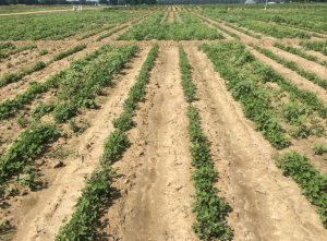 Peanut weed management test plot.
