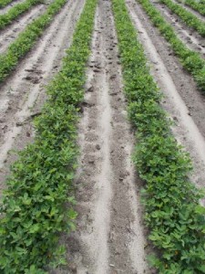 peanut treated with Thimet IFG