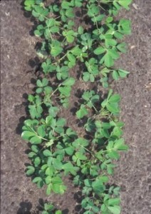 twin row planting