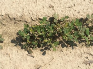 injury from thrips and Cobra application