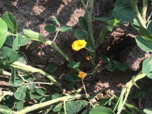 Flowering of peanut planted in early May under irrigation.