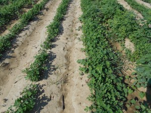 peanut field treated with herbicides