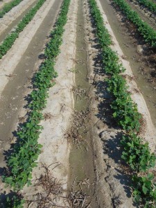 peanut field treated with Cruiser Maxx