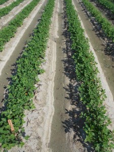 peanut field treated with Admire Pro and Orthene