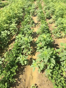 pigweed in peanut field