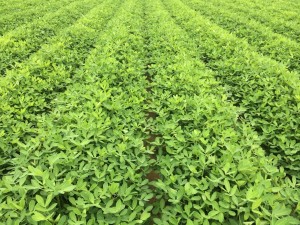 Peanut field with nearly closed canopy.