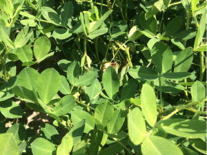 Canopy view of Sclerotinia blight of peanut