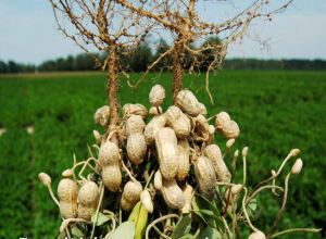 harvested peanut plant