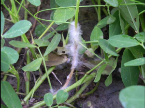 Cover photo for Disease Management After Irene