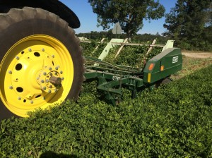 Peanut digging in V-C region.