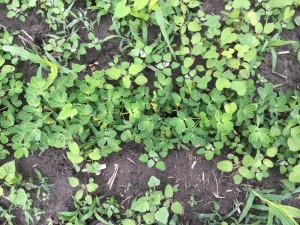 Agent 14. Peanut test plot for Early Post emergent herbicide sprays in peanut.
