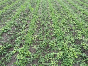Agent 14. Peanut test plot for Early Post emergent herbicide sprays in peanut.