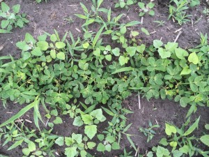 Agent 15. Peanut test plot for Early Post emergent herbicide sprays in peanut.
