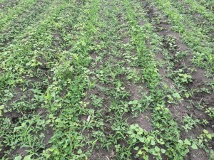 Agent 15. Peanut test plot for Early Post emergent herbicide sprays in peanut.