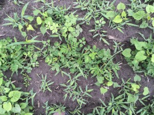 Agent 17. Peanut test plot for Early Post emergent herbicide sprays in peanut.