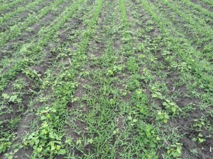 Agent 17. Peanut test plot for Early Post emergent herbicide sprays in peanut.