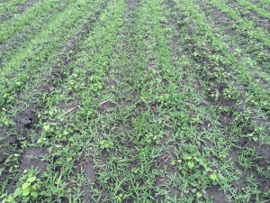 Agent 19. Peanut test plot for Early Post emergent herbicide sprays in peanut.