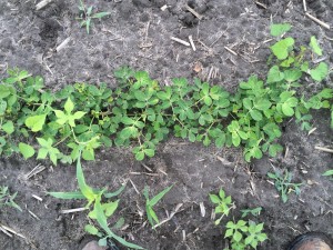 Agent 23. Peanut test plot for Early Post emergent herbicide sprays in peanut.