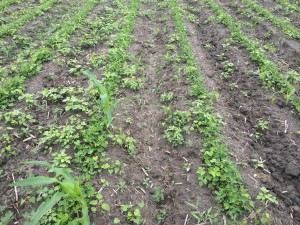 Agent 23. Peanut test plot for Early Post emergent herbicide sprays in peanut.