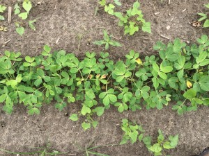 Agent 24. Peanut test plot for Early Post emergent herbicide sprays in peanut.