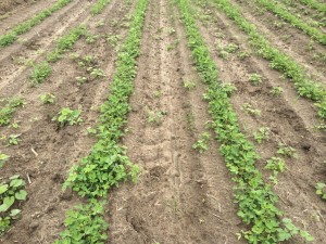 Agent 24. Peanut test plot for Early Post emergent herbicide sprays in peanut.