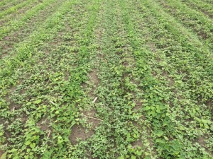 Agent 25. Peanut test plot for Early Post emergent herbicide sprays in peanut.