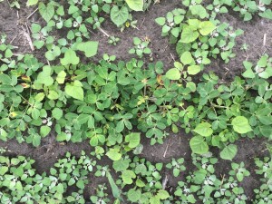 Agent 25. Peanut test plot for Early Post emergent herbicide sprays in peanut.