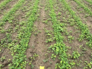 Agent 4. Peanut test plot for Early Post emergent herbicide sprays in peanut. 