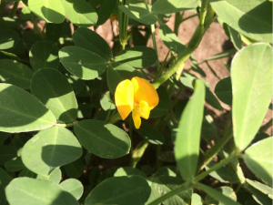 Flower in the peanut canopy on July 9.