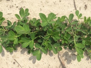 peanut plants recovering from early season thrips injury