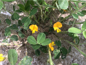 Cover photo for V-C Crop Report June 25 2015