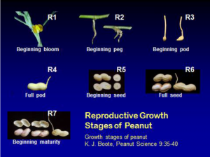 Reproductive Growth Stages of Peanut