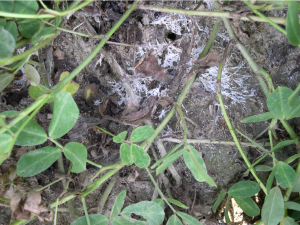 stem rot