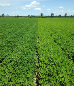 Peanut field showin in Late-Season N Question