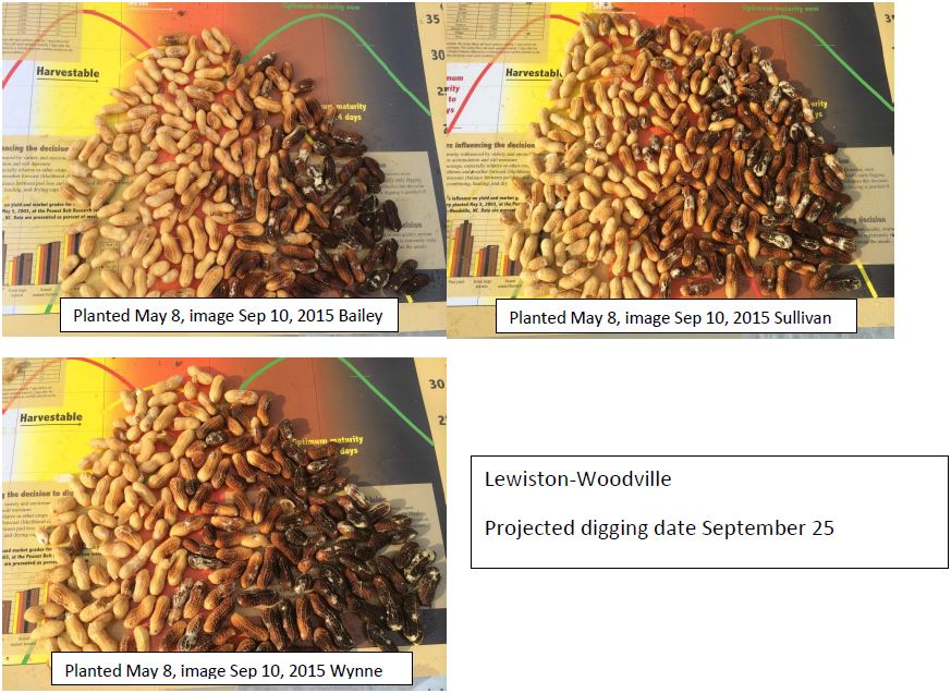 Maturity Profile for Peanuts at Lewiston on September 10 NC State