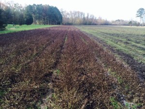 Peanut remaining in the field during 2015 without digging