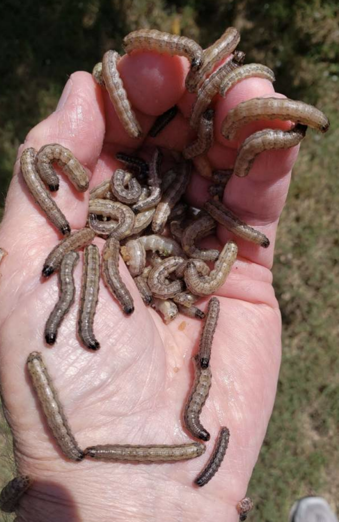 Armyworms