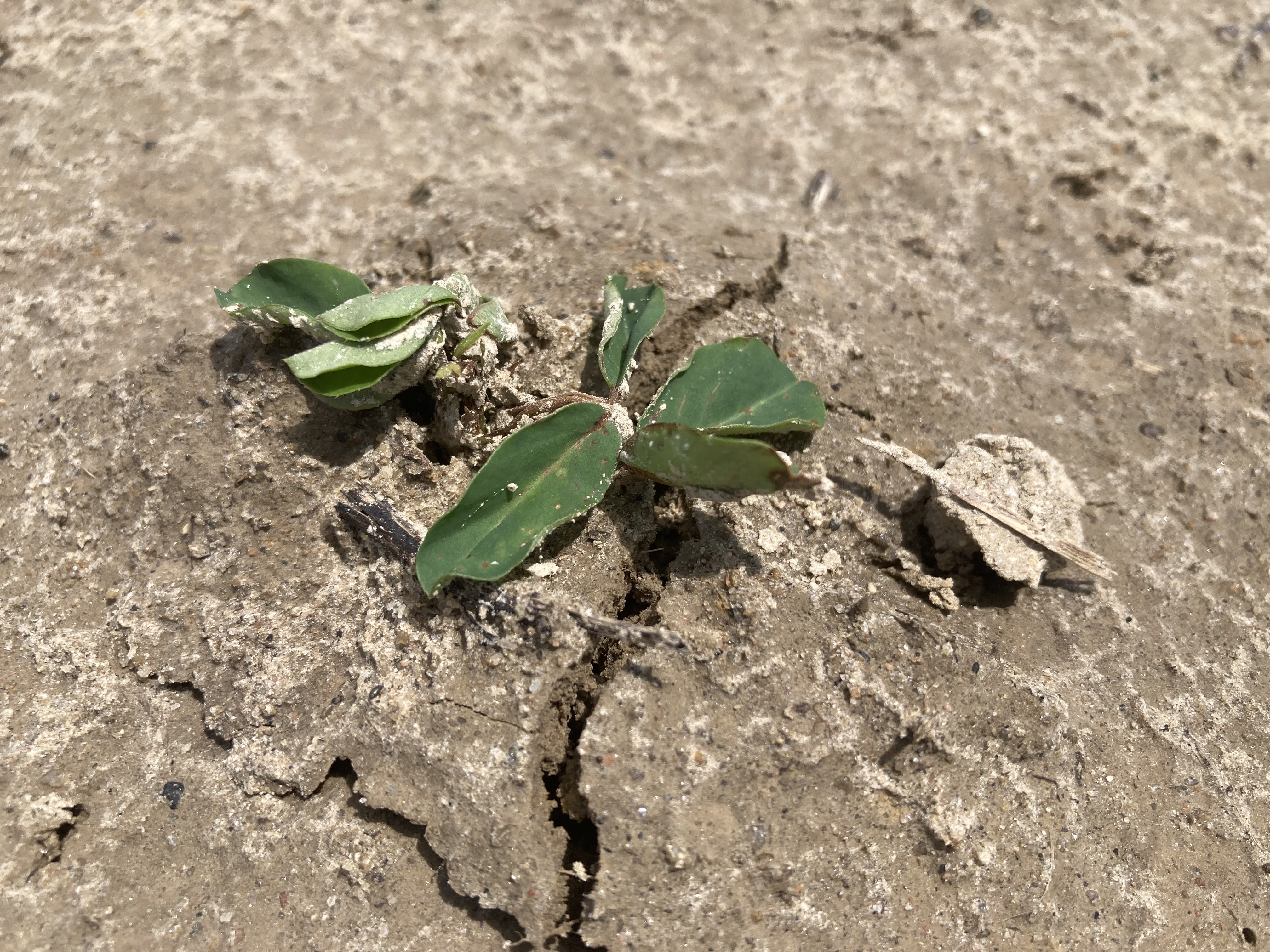 A peanut plant laying on the ground.
