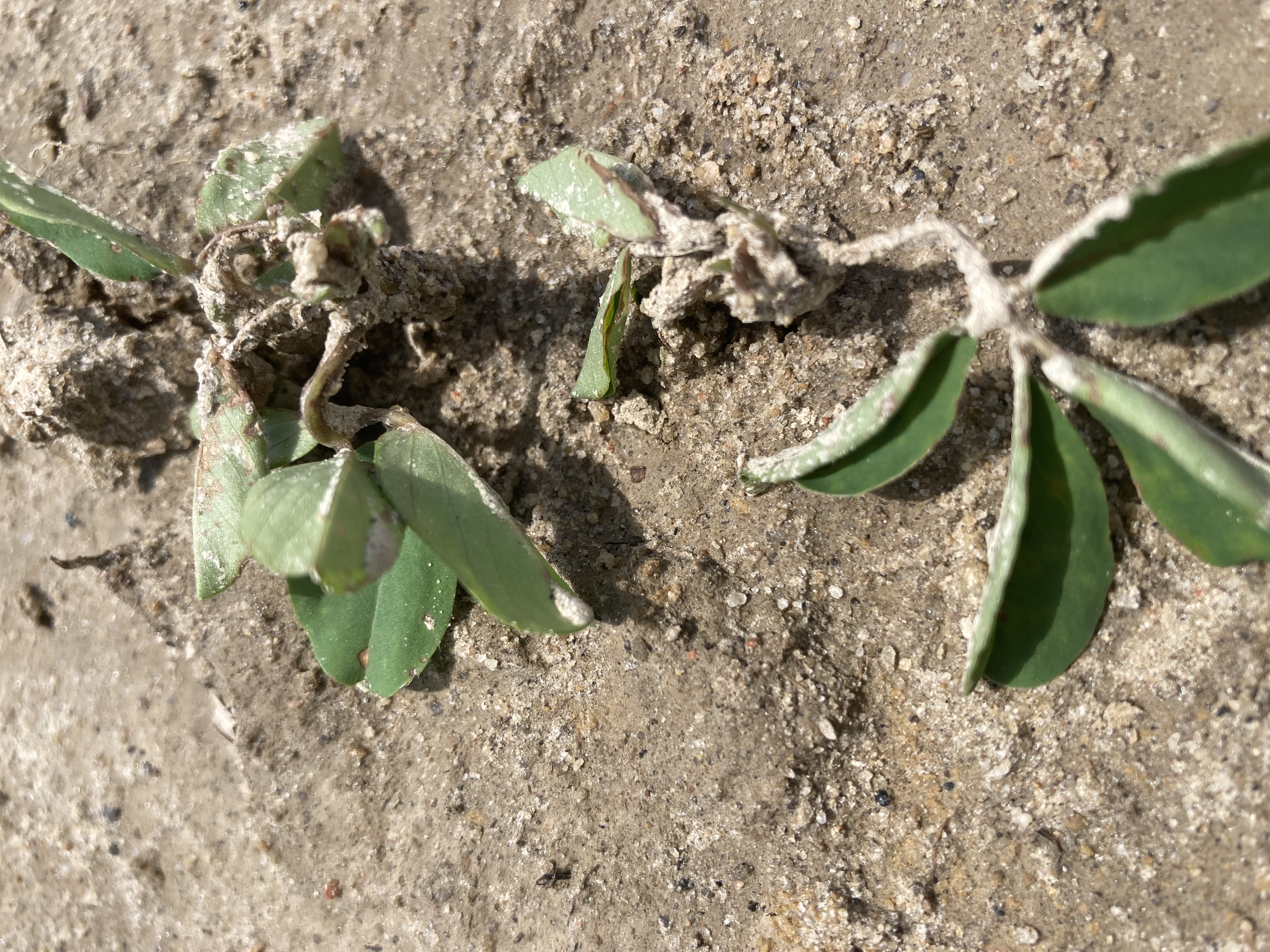 A peanut plant laying on the ground.