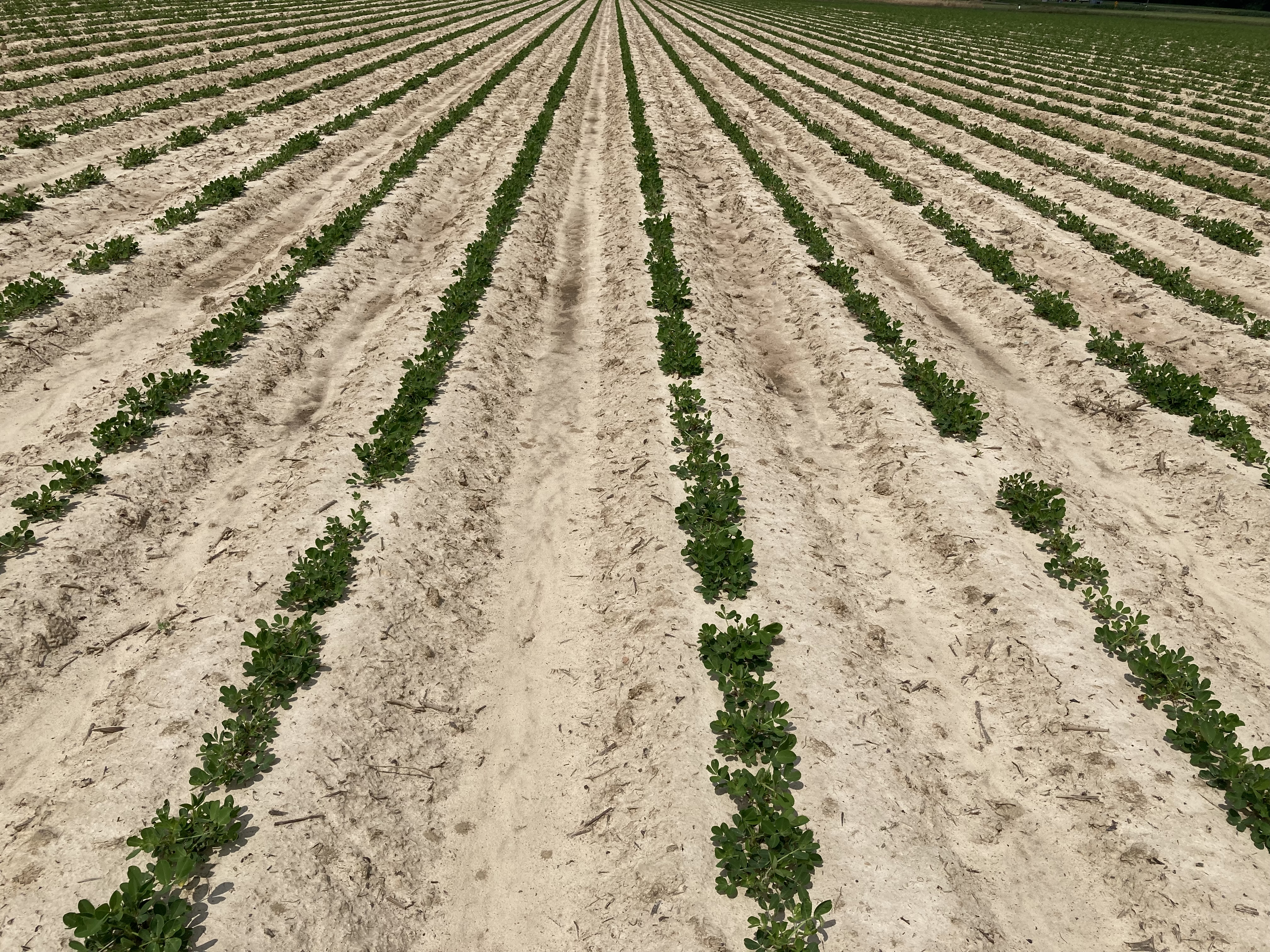 Rows of peanut in a field.