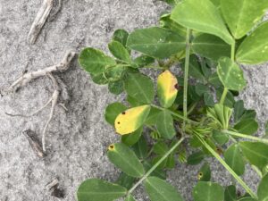 Cover photo for Chlorosis Caused by the Insecticide Thimet (Phorate) Peanut Notes No. 99 2022
