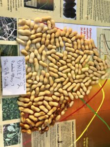 Cover photo for Mitch Smith Pod Maturity Peanut Notes No. 197 2022