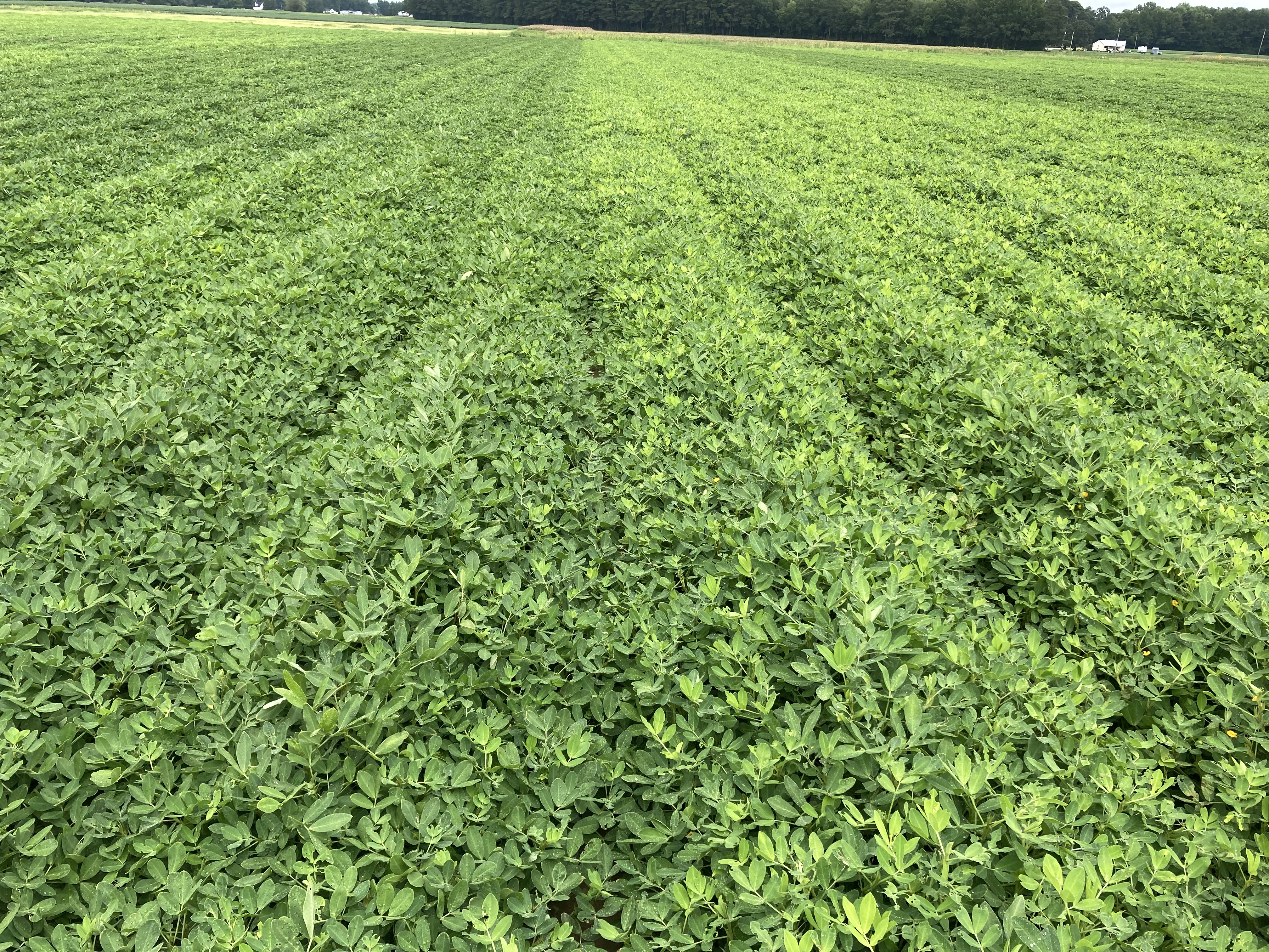Peanut field showing new growth after treatment.