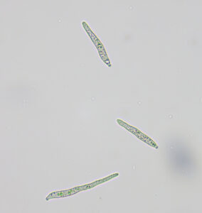 Cover photo for Volunteer Peanuts and Leaf Spot Inoculum Dan Anco Clemson Peanut Notes No. 85 2023